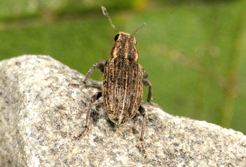 Curculonidae: Sitona puncticollis